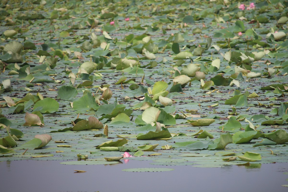 Nelumbo nucifera Gaertn.